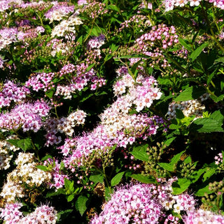 Japanische Sommer-Spiere 'Little Princess' (Spiraea japonica)
