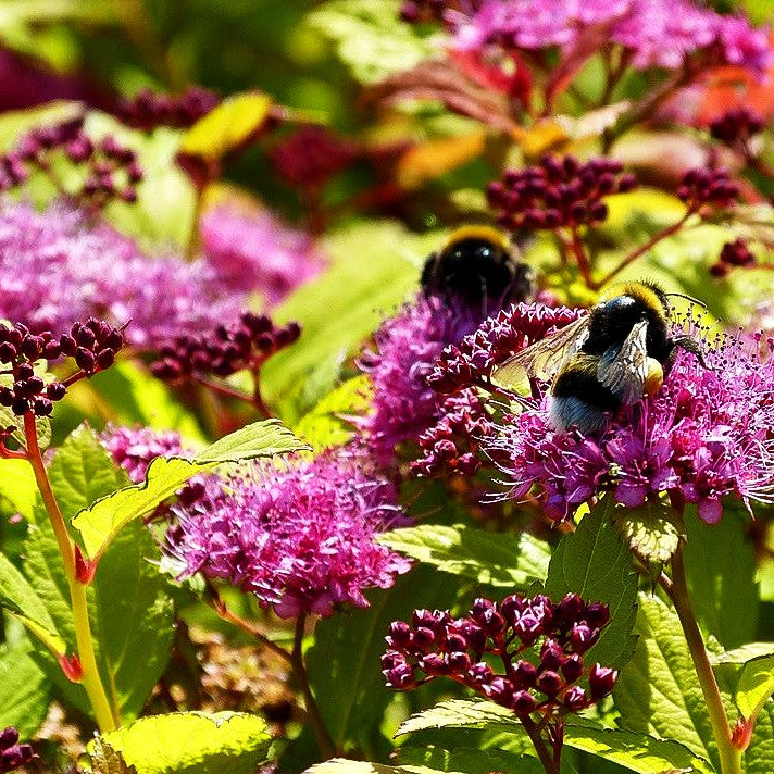 Japanische Sommer-Spiere 'Magic Carpet' (Spiraea japonica)
