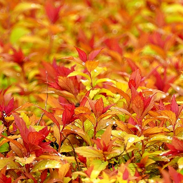 Japanische Sommer-Spiere 'Magic Carpet' (Spiraea japonica)