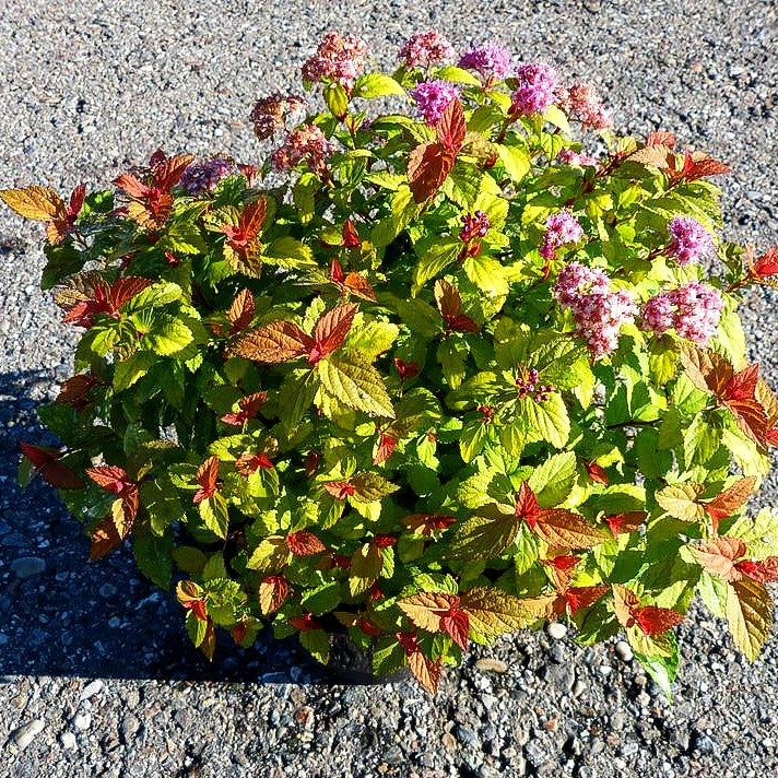 Japanische Sommer-Spiere 'Magic Carpet' (Spiraea japonica)
