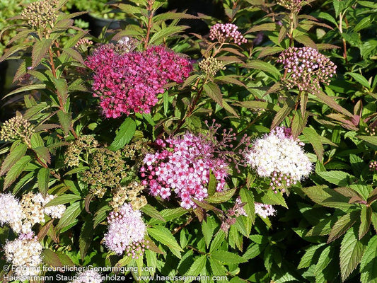 Japanische Sommer-Spiere 'Shirobana' (Spiraea japonica)