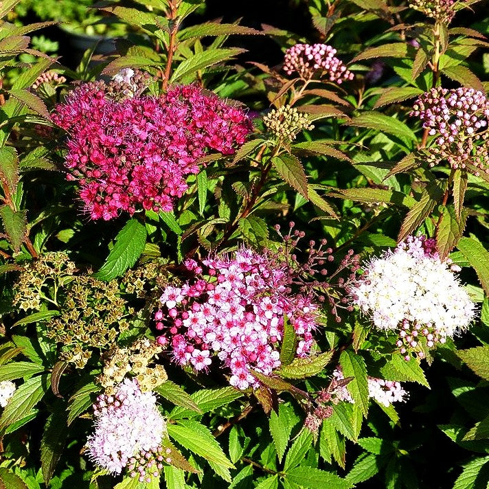 Japanische Sommer-Spiere 'Shirobana' (Spiraea japonica)