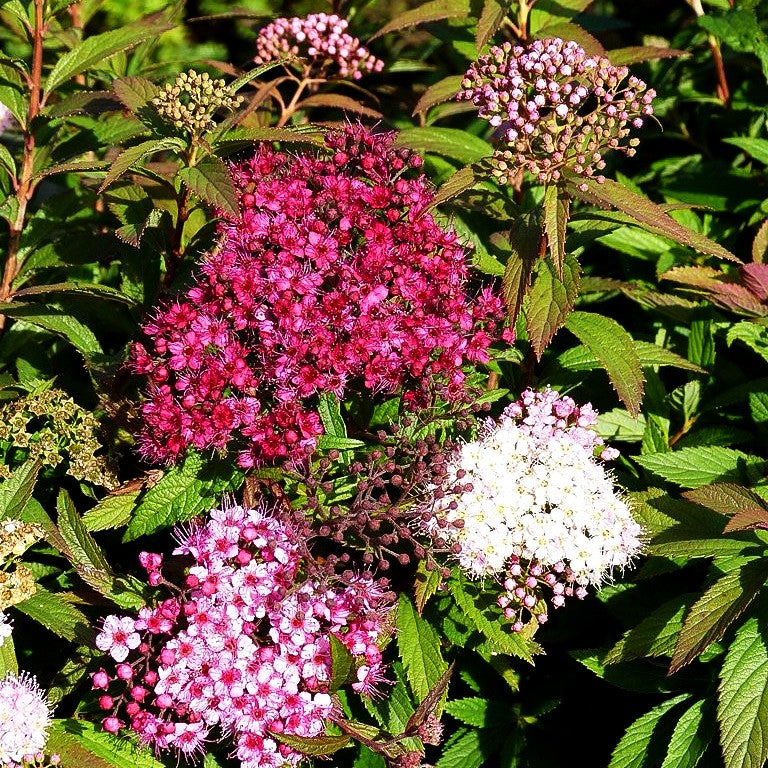 Japanische Sommer-Spiere 'Shirobana' (Spiraea japonica)
