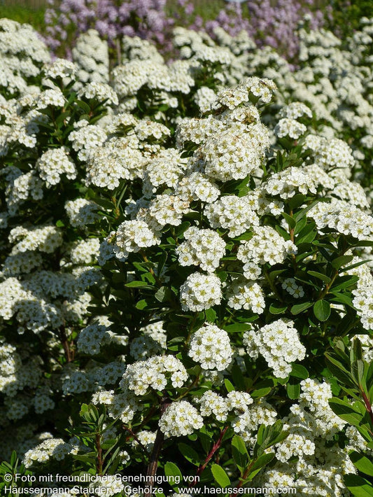 Japanische Strauch-Spiere 'Snowmound' (Spiraea nipponica)