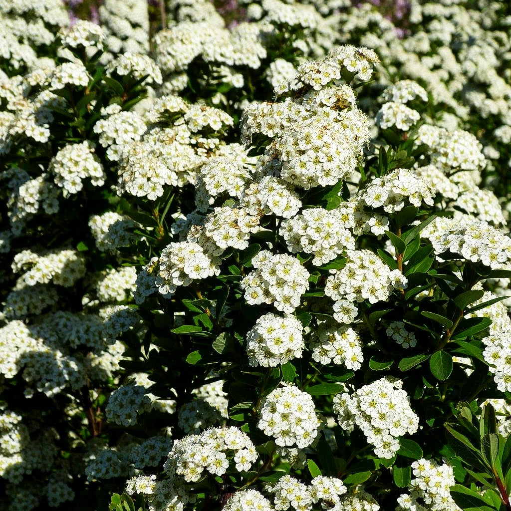 Japanische Strauch-Spiere 'Snowmound' (Spiraea nipponica)