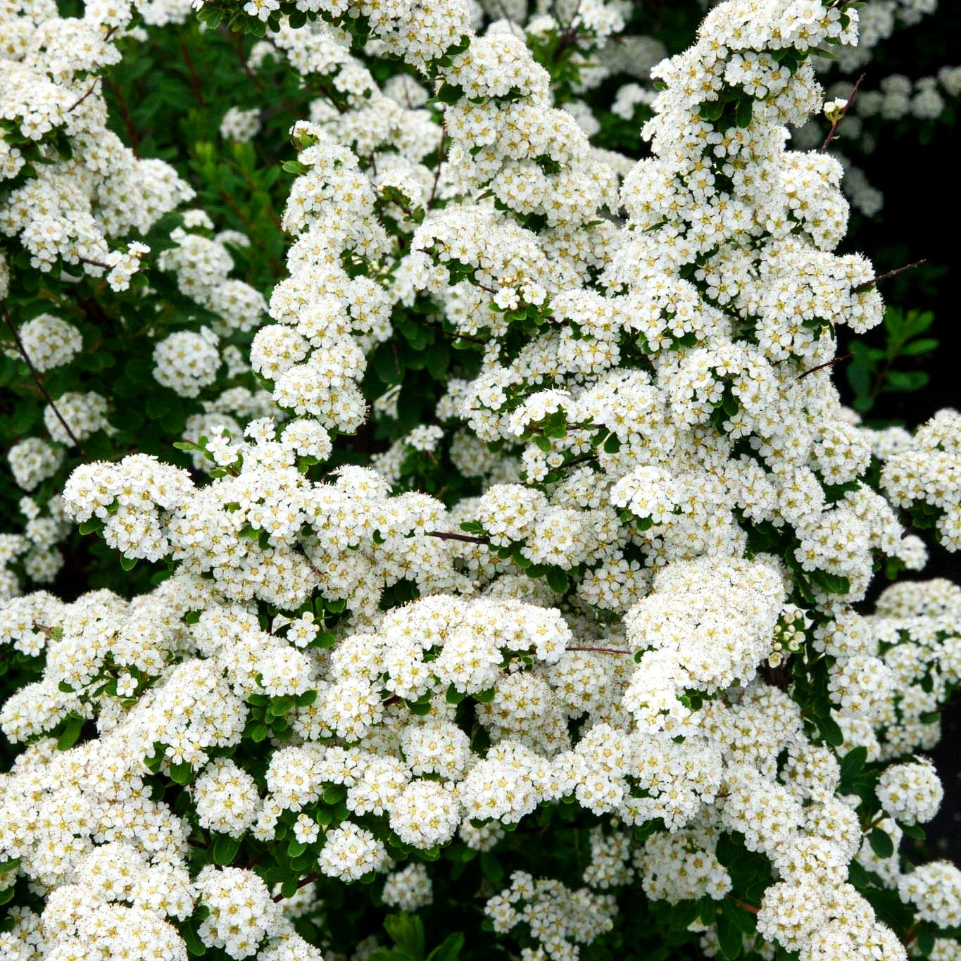 Japanische Strauch-Spiere 'Snowmound' (Spiraea nipponica)