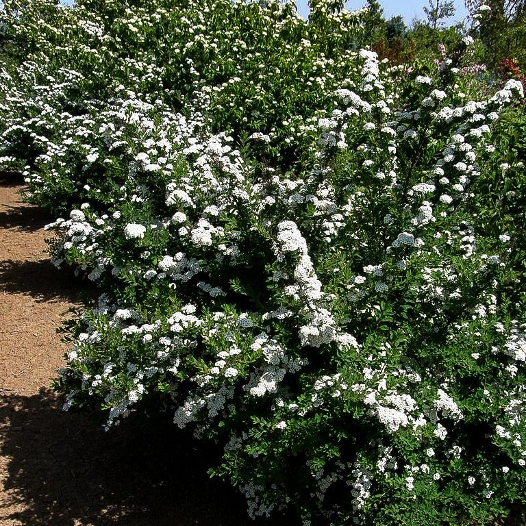 Japanische Strauch-Spiere 'Snowmound' (Spiraea nipponica)