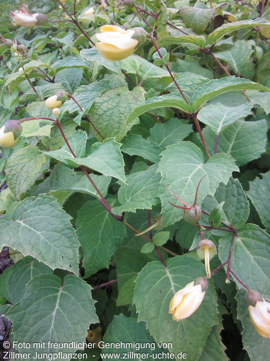 Japanische Wachsglocke 'Black Style' (Kirengeshoma palmata)