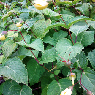 Japanische Wachsglocke 'Black Style' (Kirengeshoma palmata)