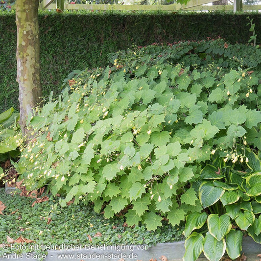Japanische Wachsglocke (Kirengeshoma palmata)