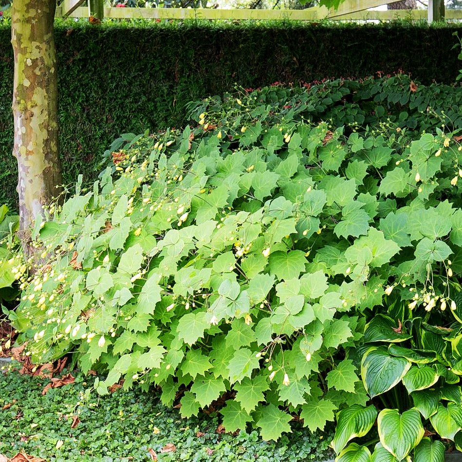 Japanische Wachsglocke (Kirengeshoma palmata)