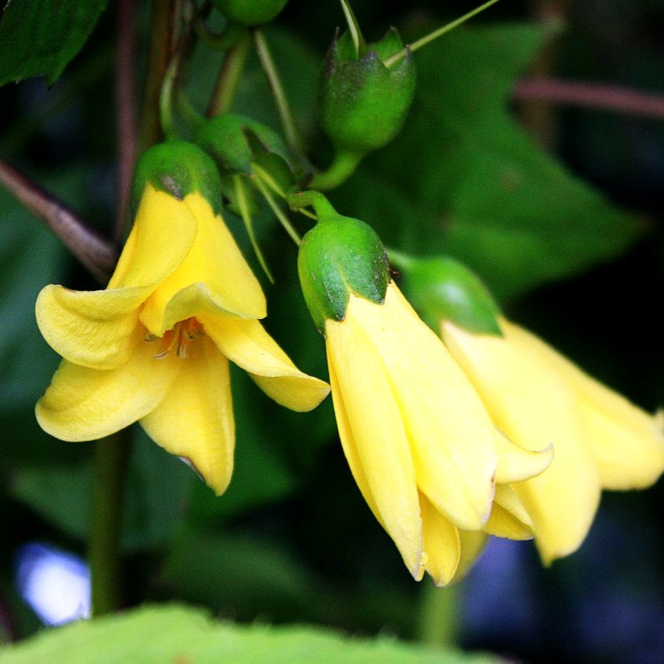 Japanische Wachsglocke (Kirengeshoma palmata)