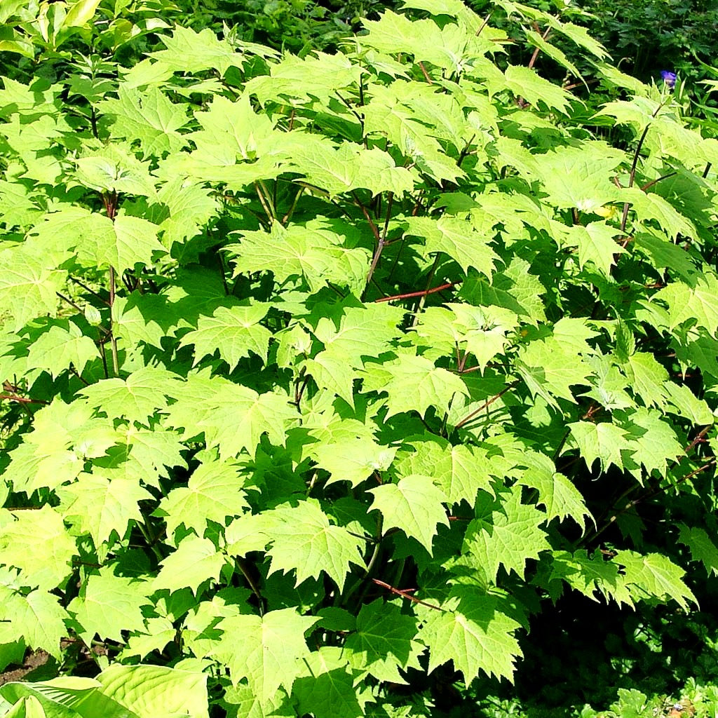 Japanische Wachsglocke (Kirengeshoma palmata)