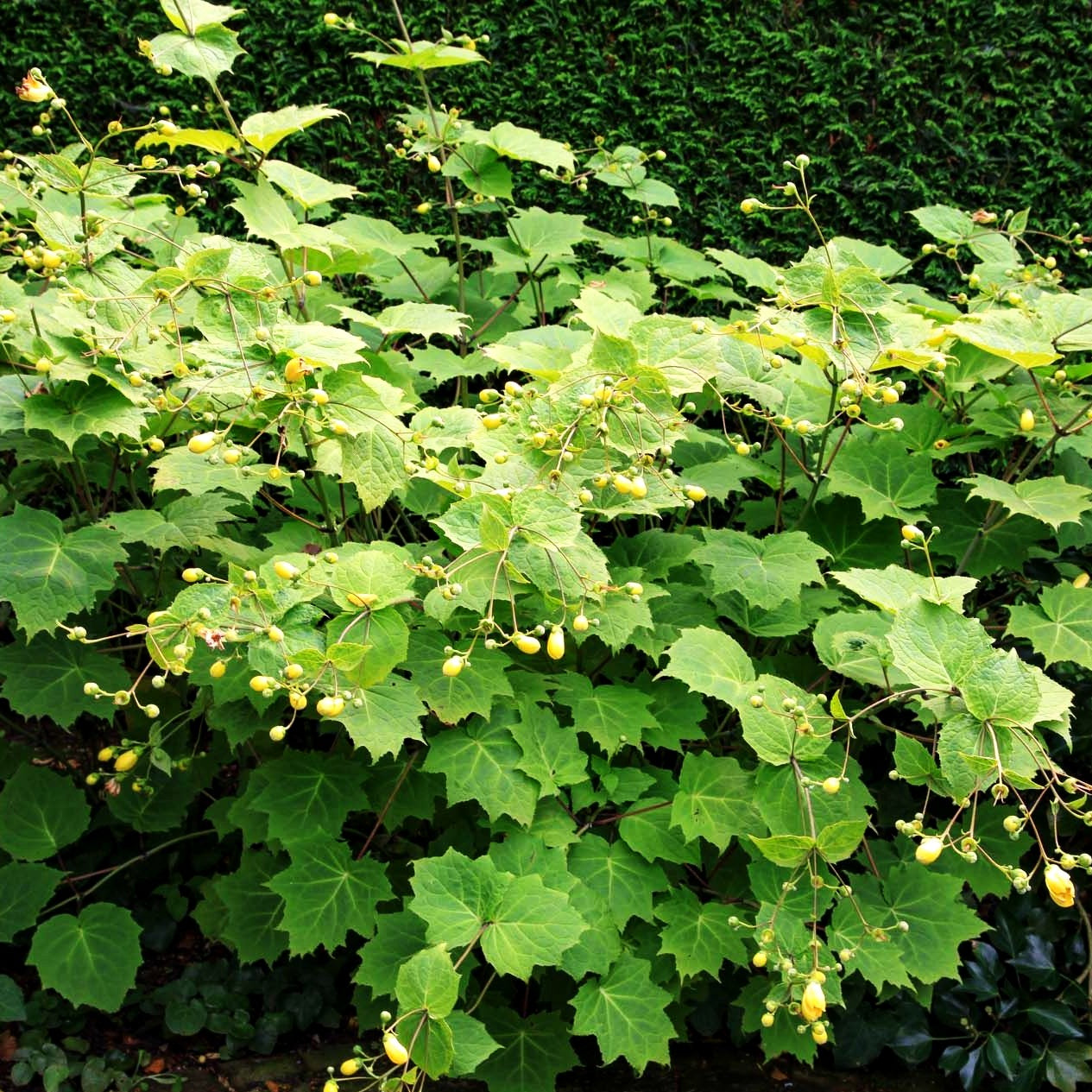 Japanische Wachsglocke (Kirengeshoma palmata)