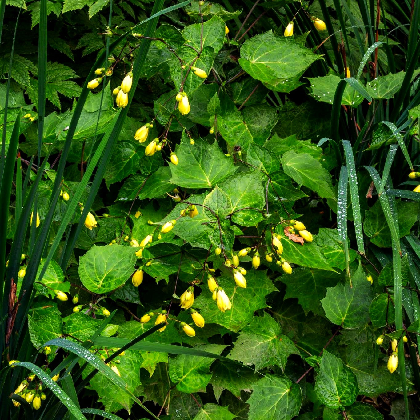 Japanische Wachsglocke (Kirengeshoma palmata)