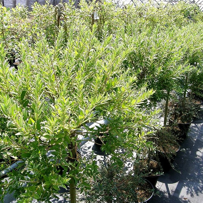 Japanische Weide (Salix subopposita)