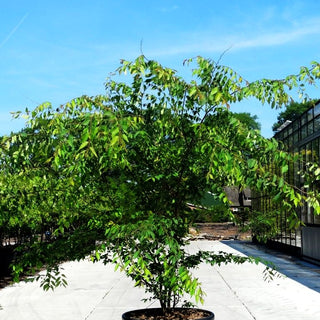 Japanische Zelkove (Zelkova serrata)