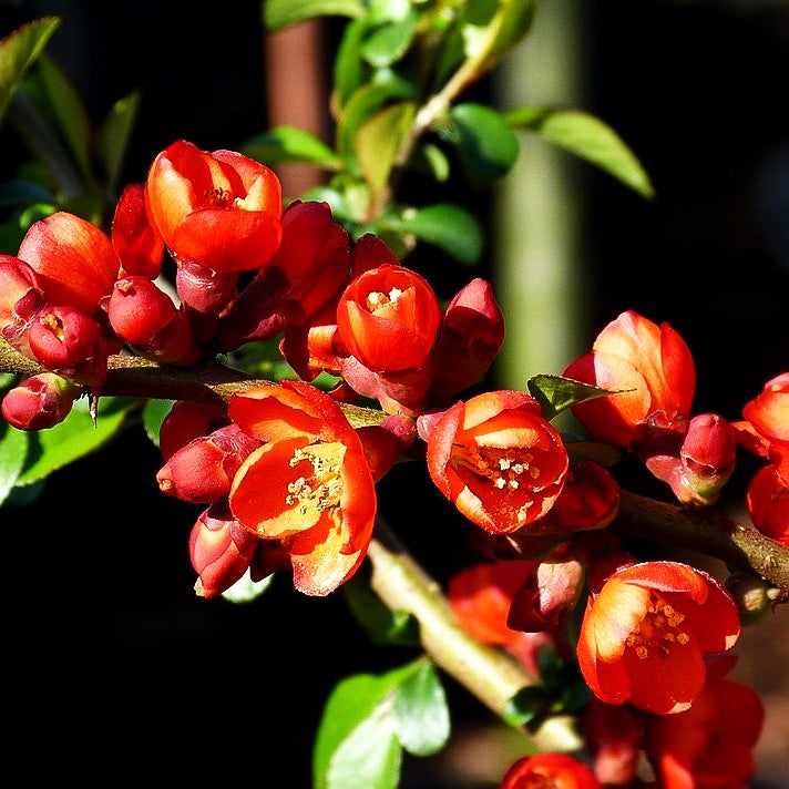 Japanische Zierquitte 'Sargentii' (Chaenomeles japonica)