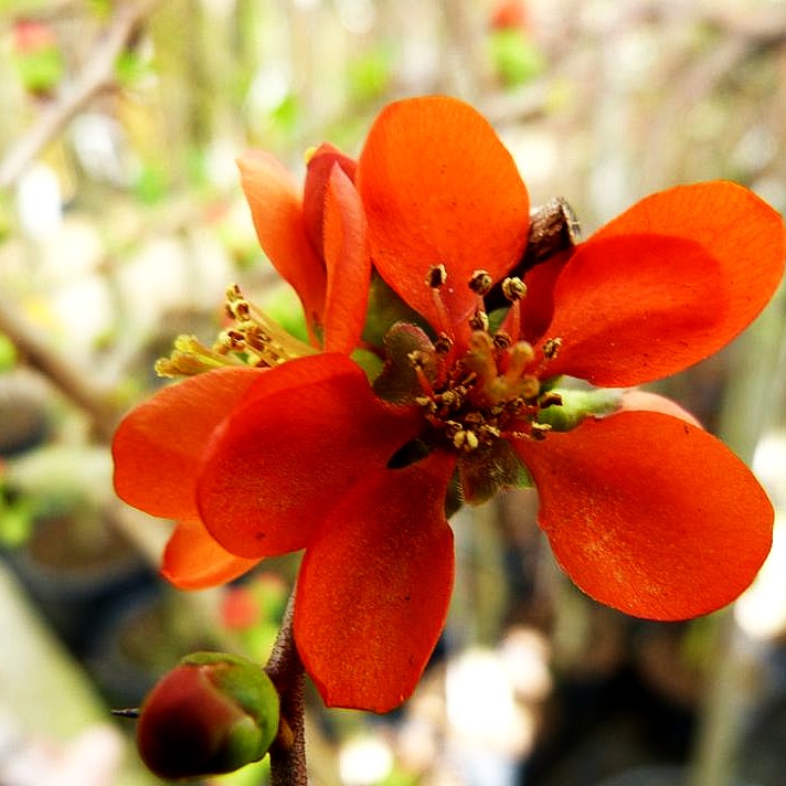 Japanische Zierquitte 'Sargentii' (Chaenomeles japonica)