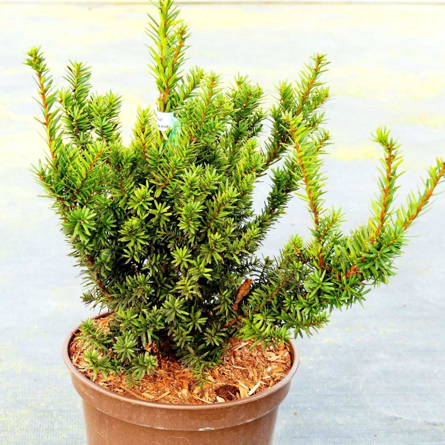 Japanische Zwerg-Eibe 'Nana' (Taxus cuspidata)