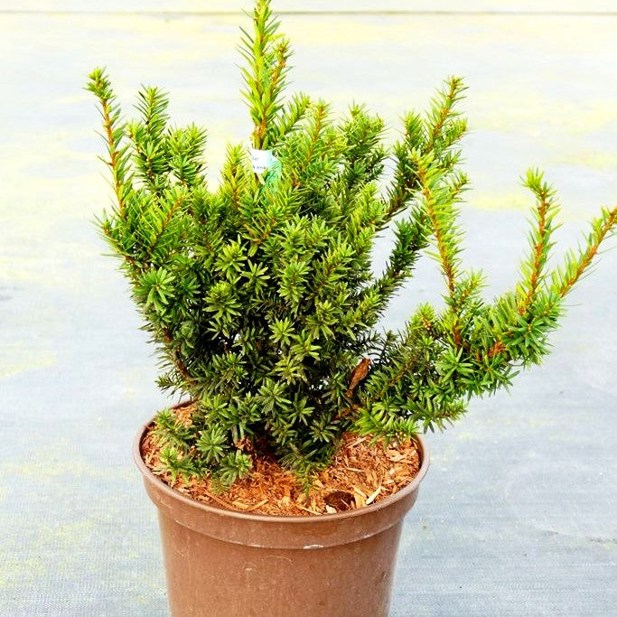 Japanische Zwerg-Eibe 'Nana' (Taxus cuspidata)