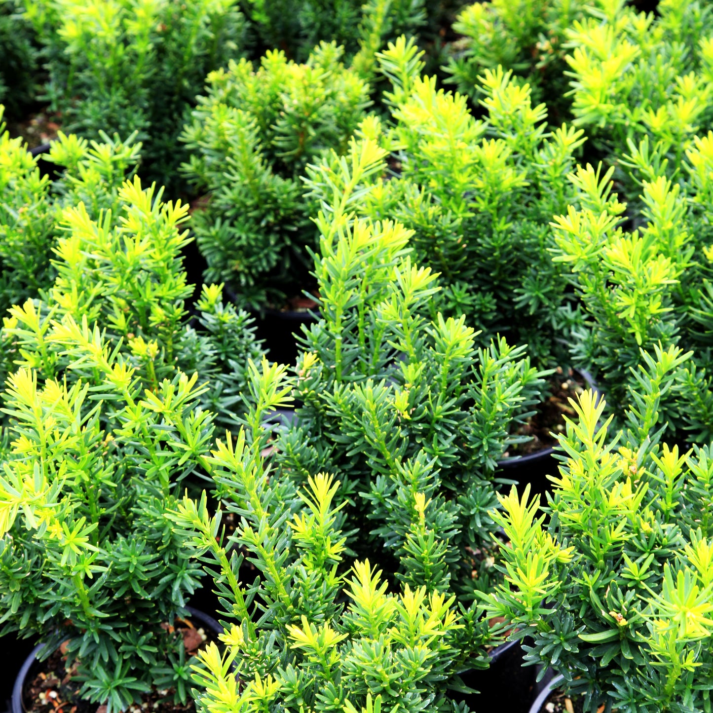Japanische Zwerg-Eibe 'Nana' (Taxus cuspidata)