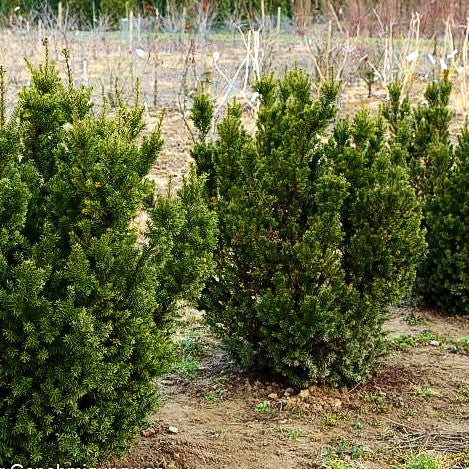 Japanische Zwerg-Eibe 'Nana' (Taxus cuspidata)