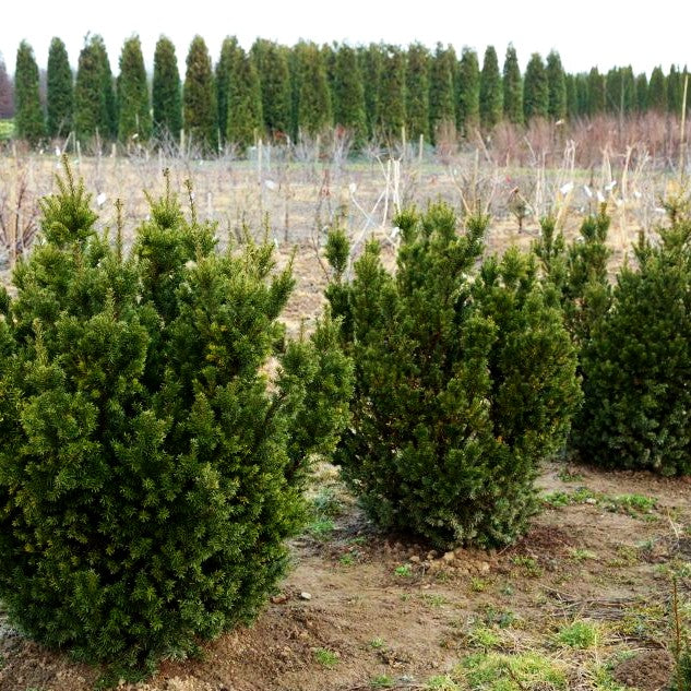 Japanische Zwerg-Eibe 'Nana' (Taxus cuspidata)