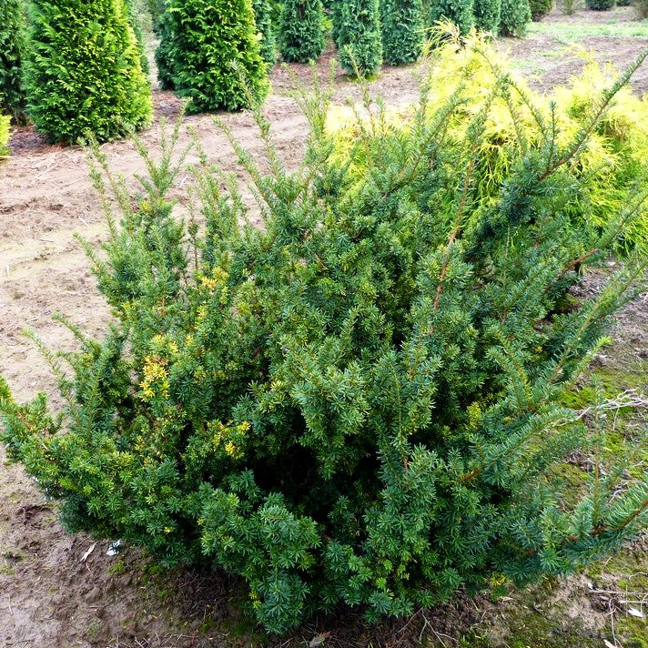 Japanische Zwerg-Eibe 'Nana' (Taxus cuspidata)