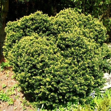Japanische Zwerg-Eibe 'Nana' (Taxus cuspidata)