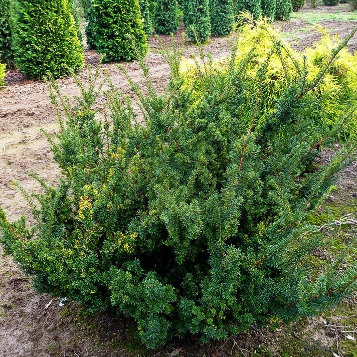 Japanische Zwerg-Eibe 'Nana' (Taxus cuspidata)