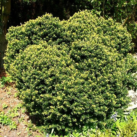 Japanische Zwerg-Eibe 'Nana' (Taxus cuspidata)