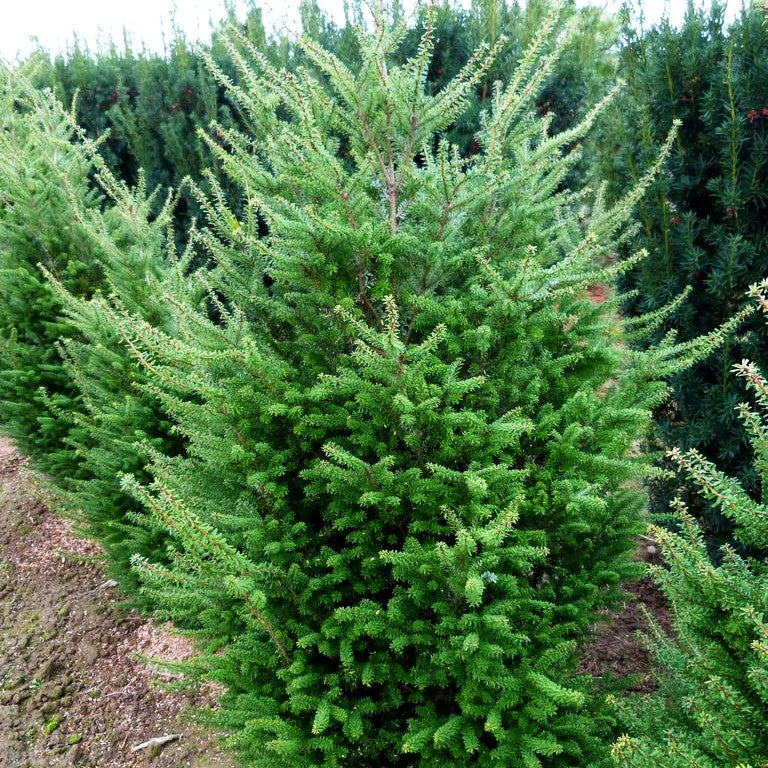 Japanische Zwerg-Hemlocktanne 'Minikin' (Tsuga diversifolia)