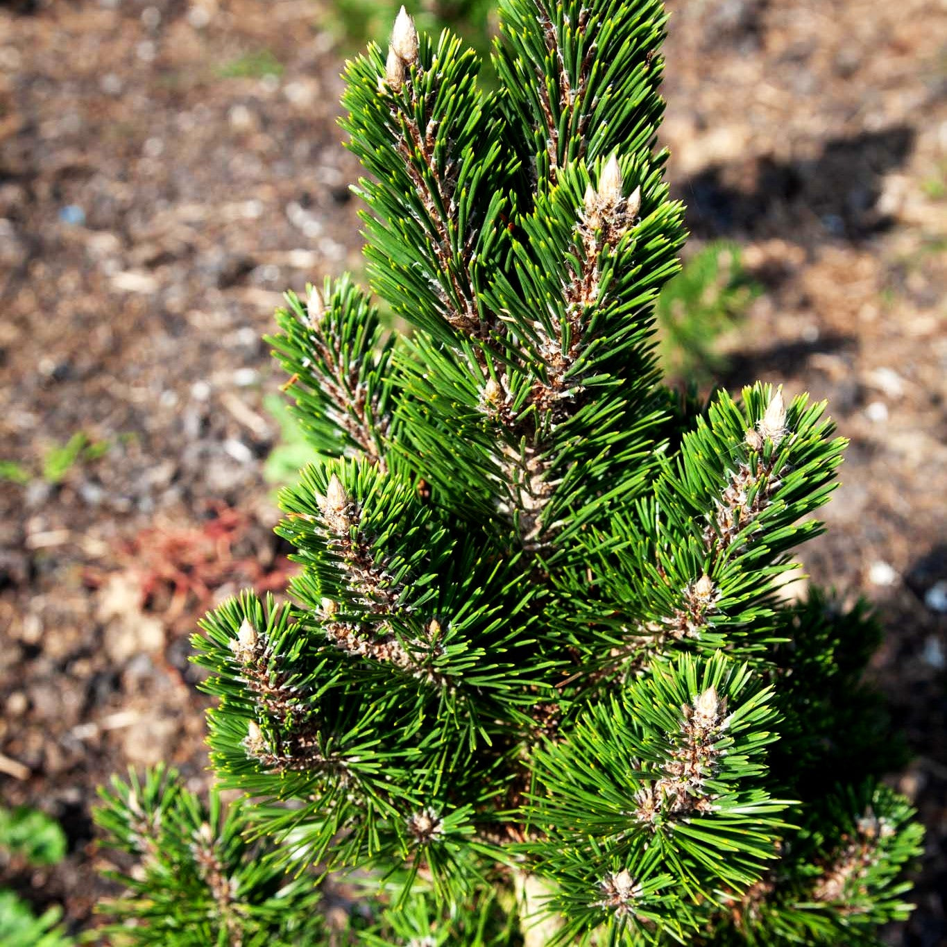 Japanische Zwerg-Säulen-Schwarzkiefer 'Kotobuki' (Pinus thunbergii)