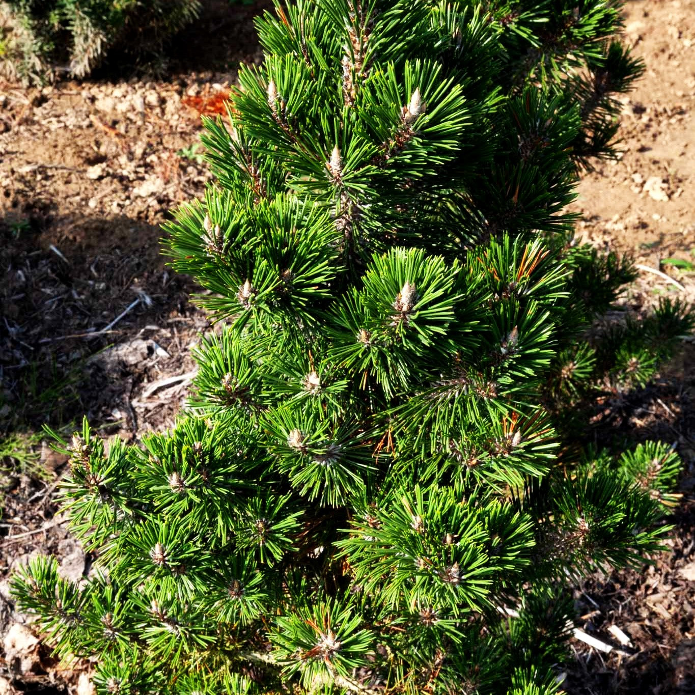 Japanische Zwerg-Säulen-Schwarzkiefer 'Kotobuki' (Pinus thunbergii)