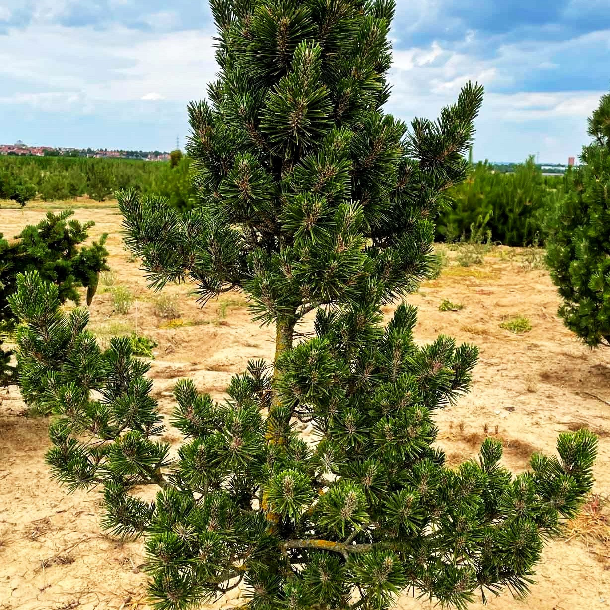 Japanische Zwerg-Säulen-Schwarzkiefer 'Kotobuki' (Pinus thunbergii)