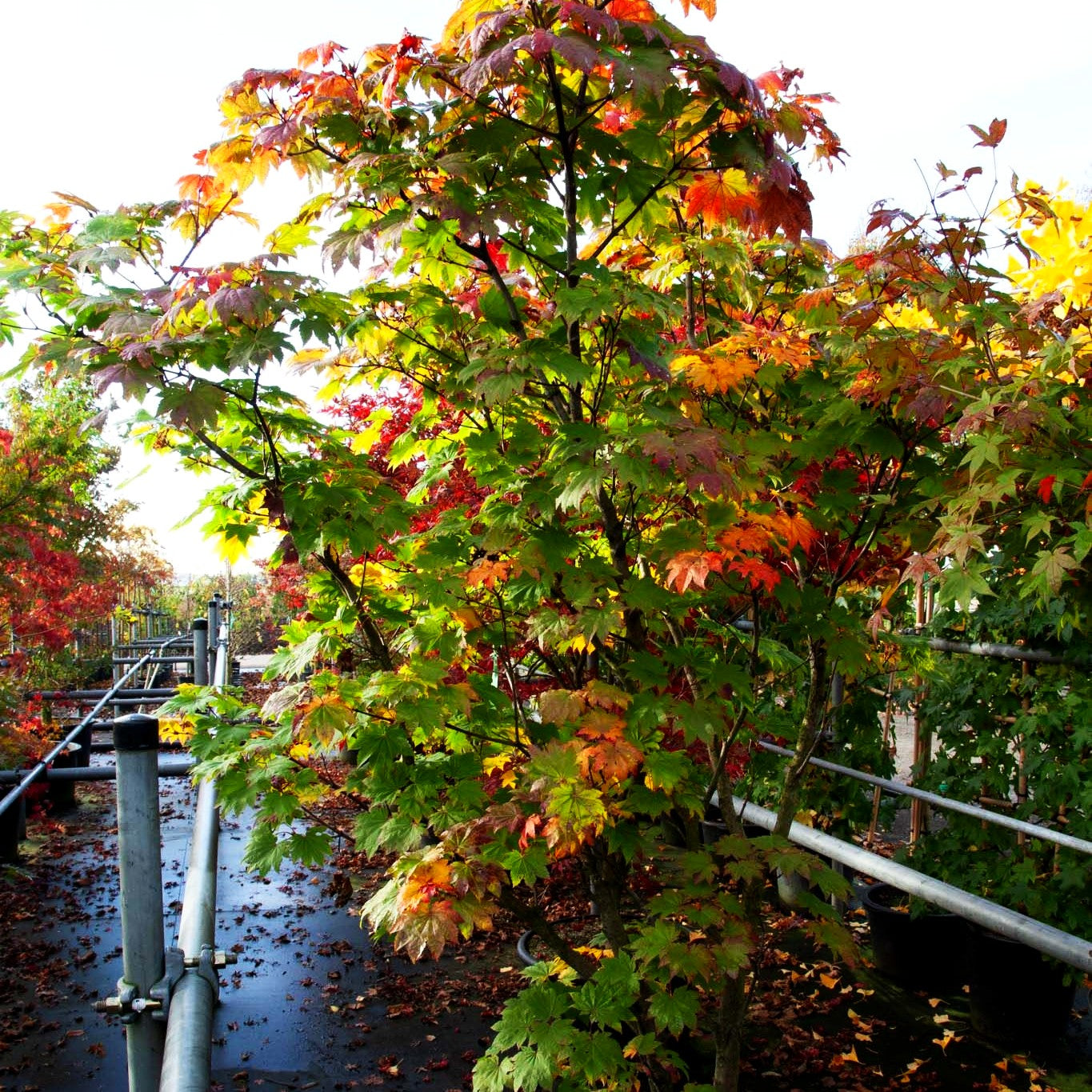 Japanischer Ahorn (Acer japonicum FG)