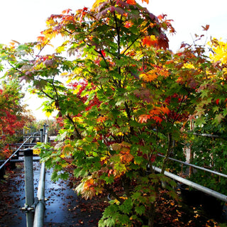 Japanischer Ahorn (Acer japonicum FG)