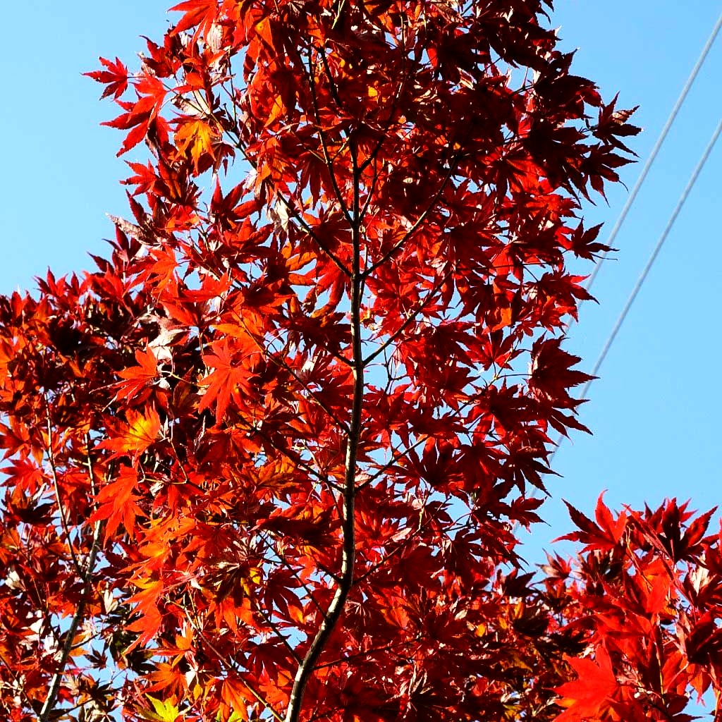 Japanischer Ahorn (Acer japonicum FG)