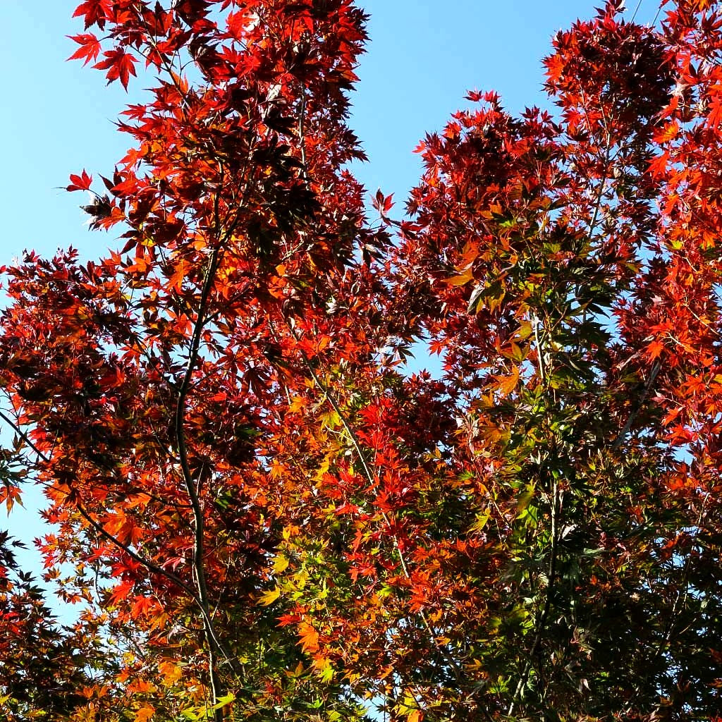 Japanischer Ahorn (Acer japonicum FG)