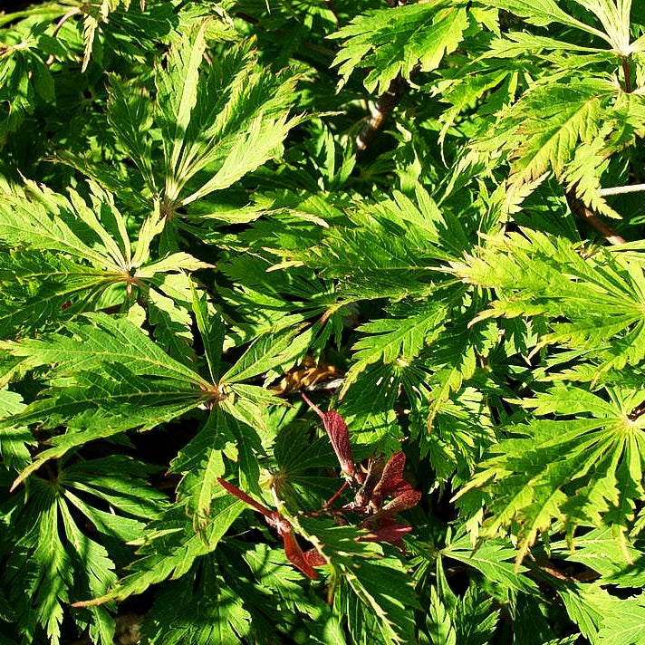 Japanischer Ahorn 'Mai kujaku' (Acer japonicum)