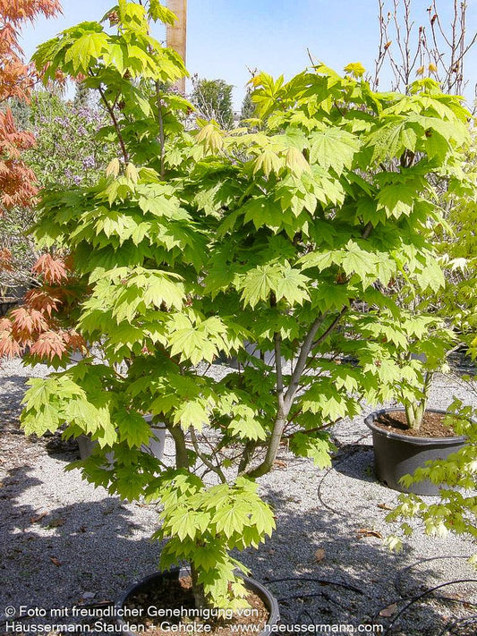 Japanischer Ahorn 'Vitifolium' (Acer japonicum)