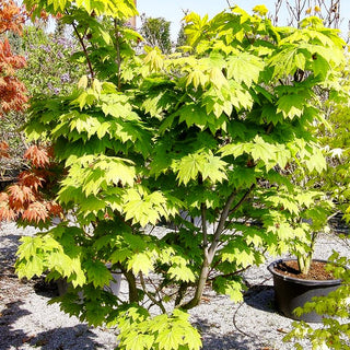 Japanischer Ahorn 'Vitifolium' (Acer japonicum)