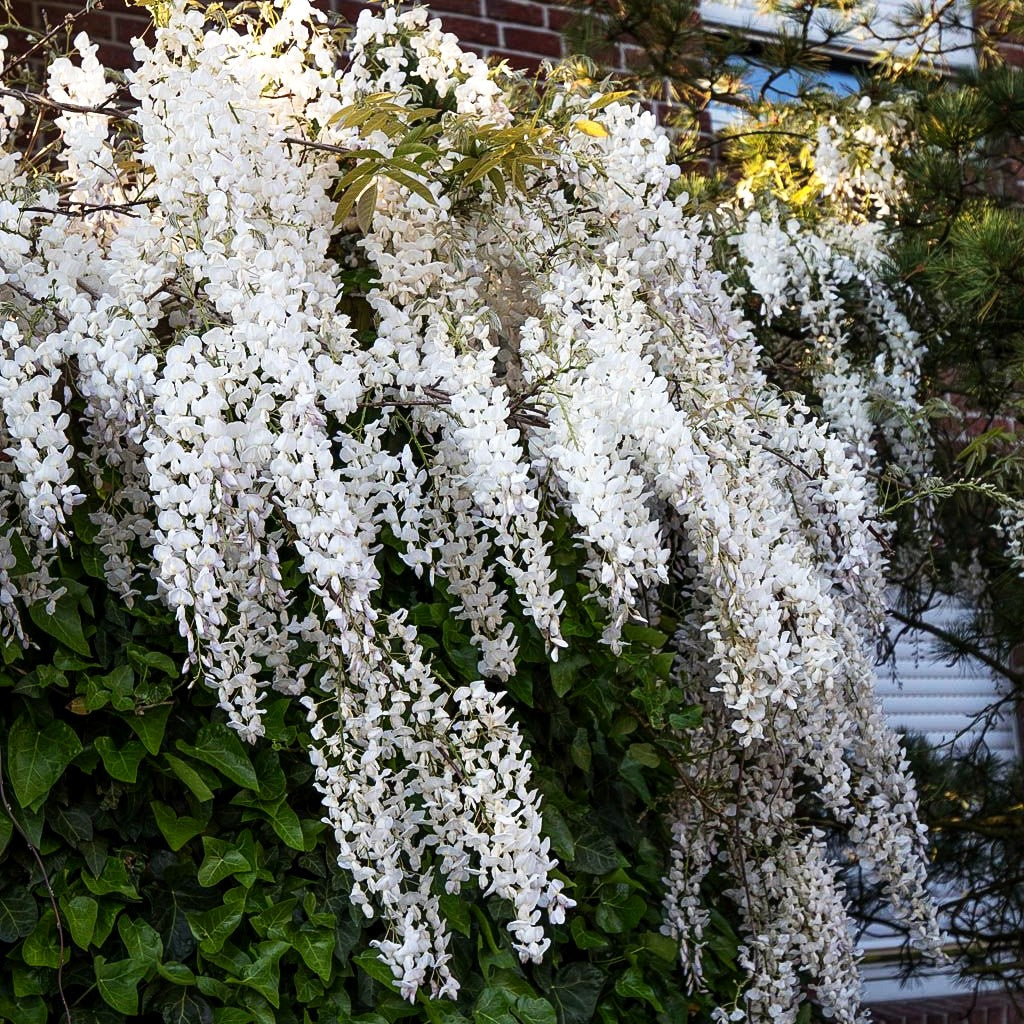 Japanischer Blauregen 'Alba' (Wisteria floribunda)