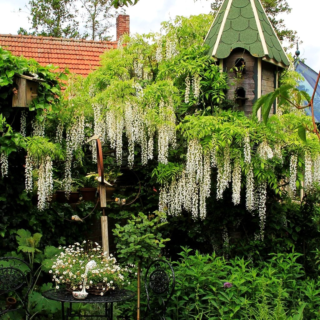 Japanischer Blauregen 'Alba' (Wisteria floribunda)