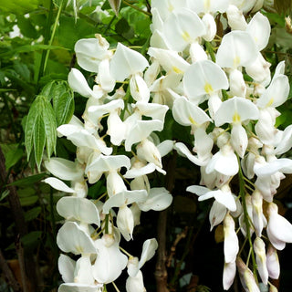 Japanischer Blauregen 'Longissima Alba' (Wisteria floribunda)