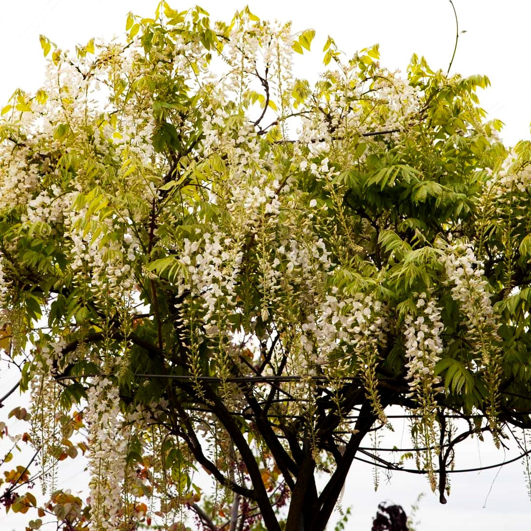 Japanischer Blauregen 'Longissima Alba' (Wisteria floribunda)