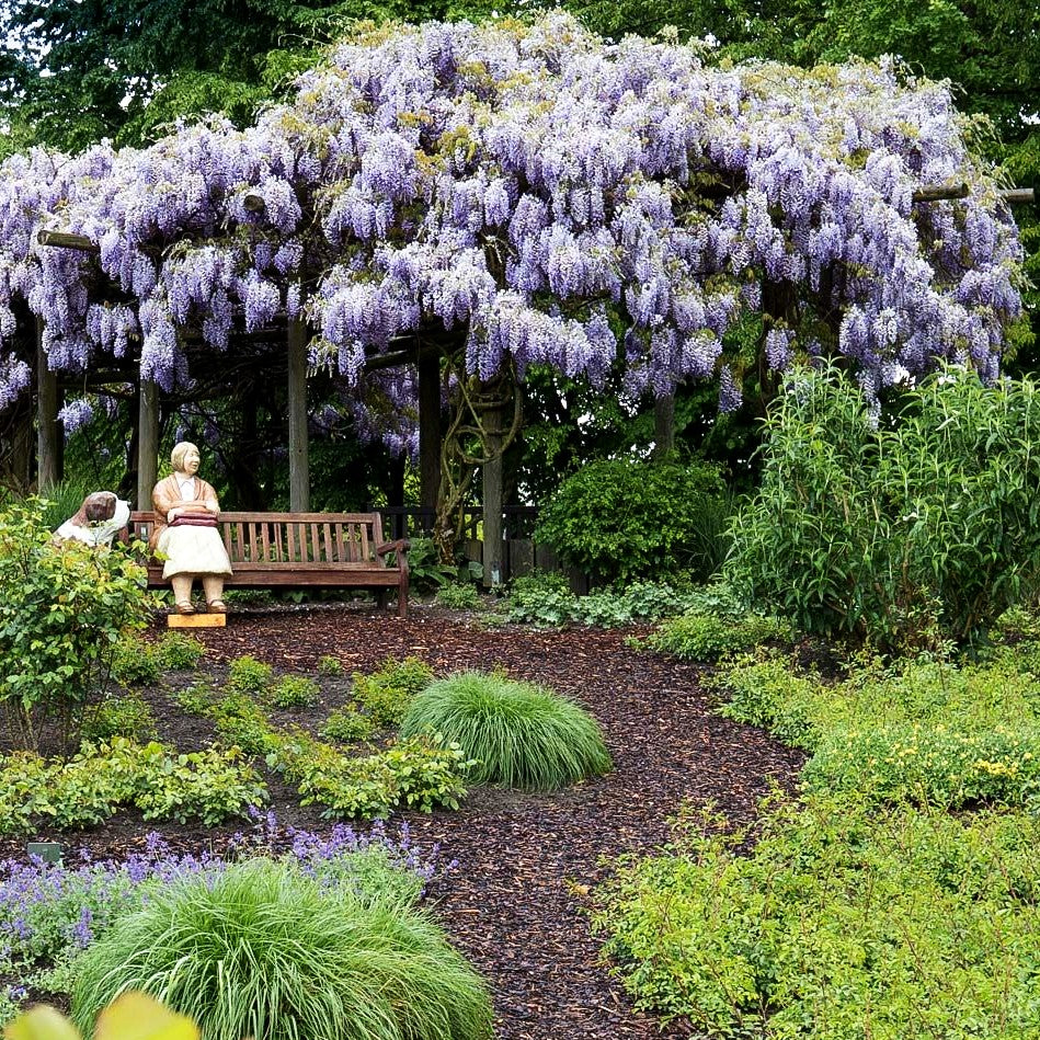 Japanischer Blauregen 'Macrobotrys' (Wisteria floribunda)