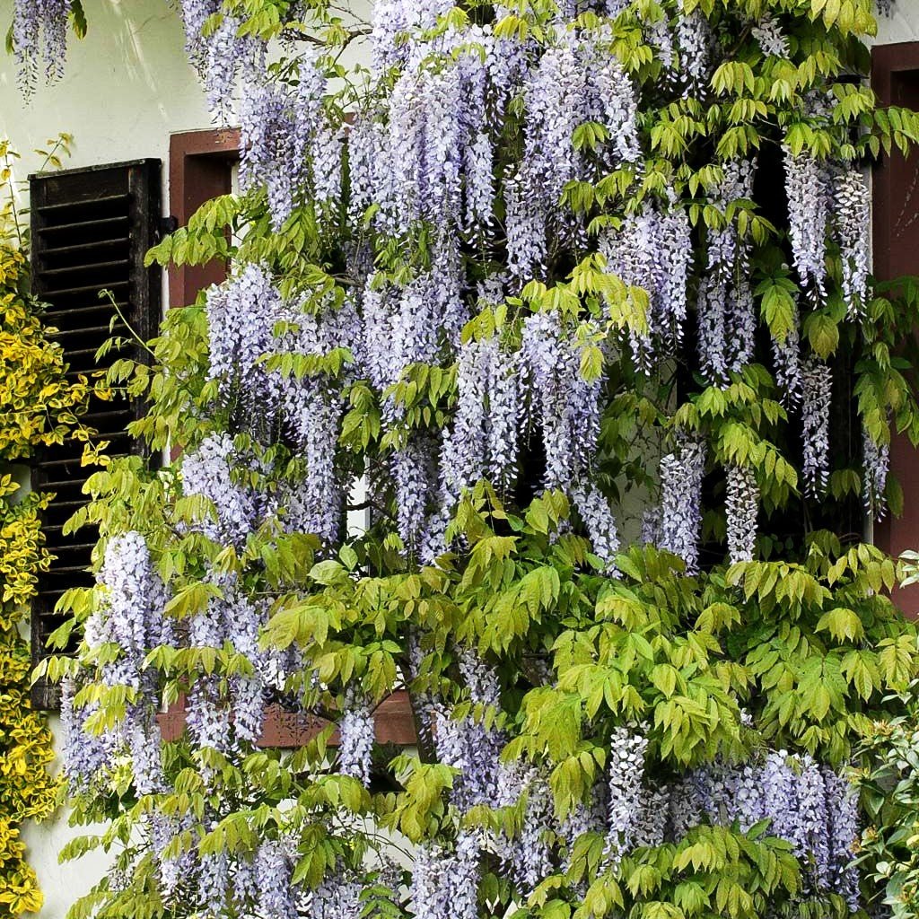 Japanischer Blauregen 'Macrobotrys' (Wisteria floribunda)