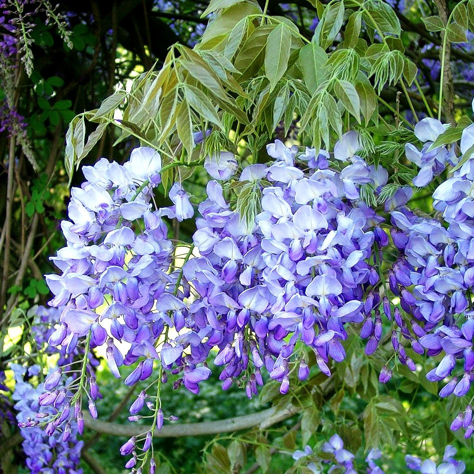 Japanischer Blauregen 'Macrobotrys' (Wisteria floribunda)